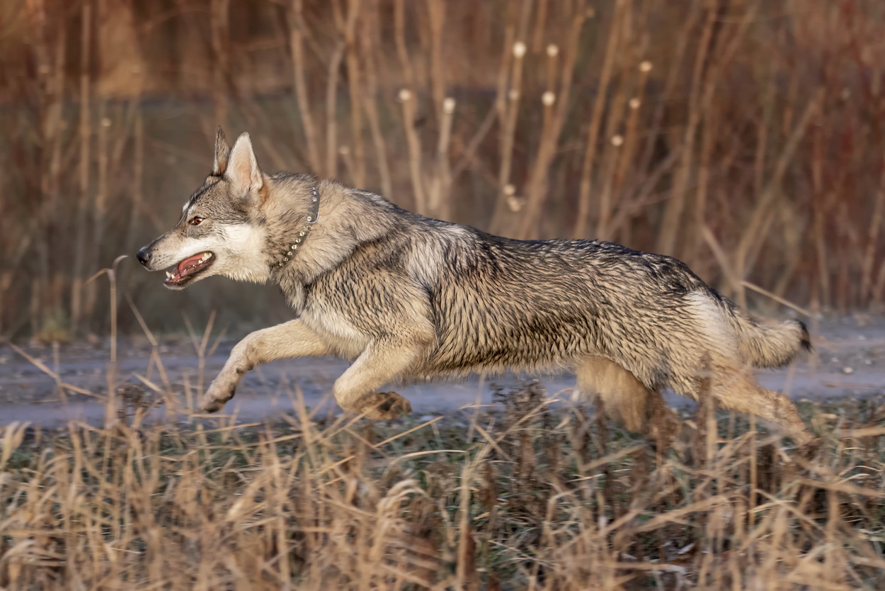 Jahr 2018 Silvermoon Kennel