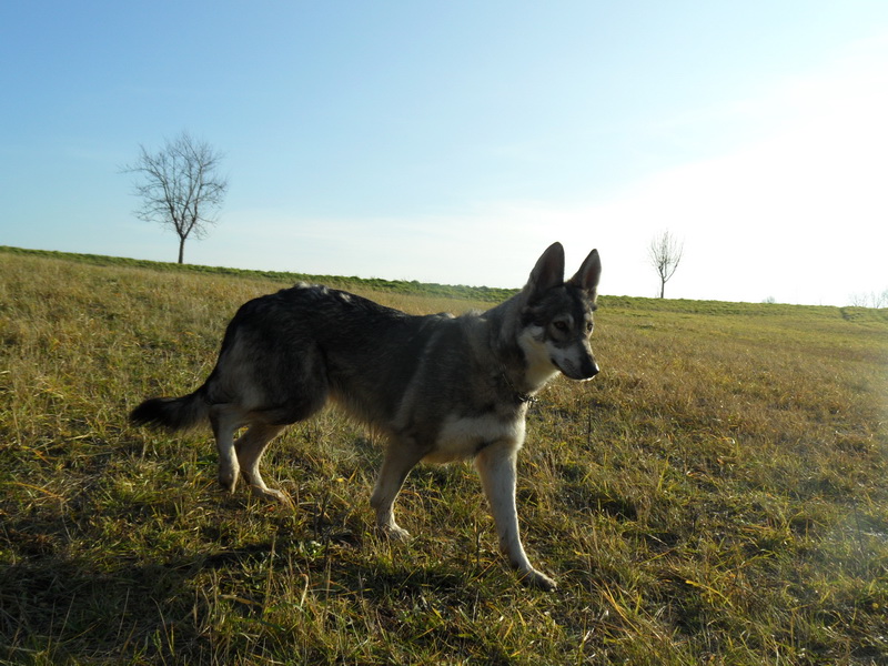 Der Sandros Leisha Wolfsschäferhund Silvermoon Kennel