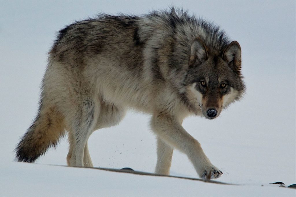 Der Sandros Leisha Wolfsschäferhund Silvermoon Kennel